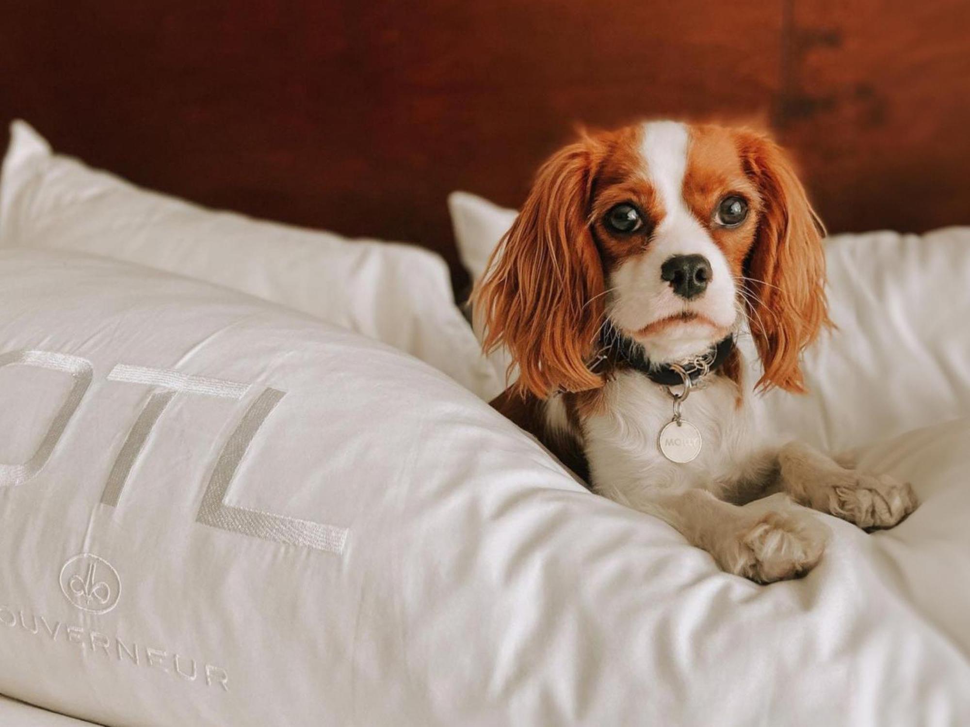 Otl Gouverneur Sherbrooke Exterior foto A dog on a bed